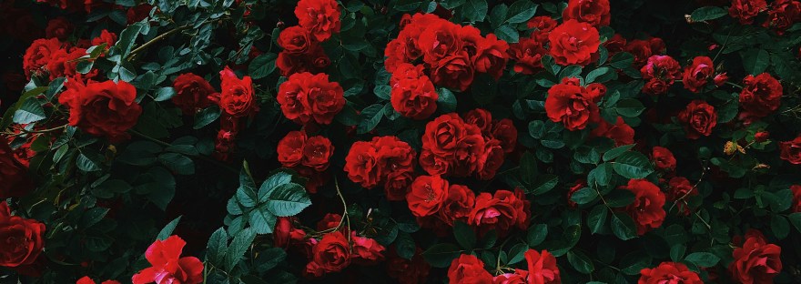 A flowerbed of roses in the shade.